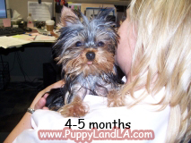 teacup yorkie